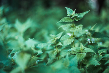 Green, juicy nettle in the forest. Wild grass.
