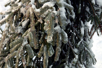spruce branch in ice