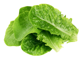 Romain Lettuce leaf isolated on white background, clipping path, full depth of field