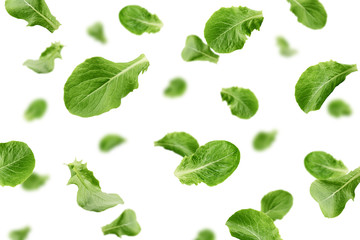 Falling Romain Lettuce leaf isolated on white background, selective focus