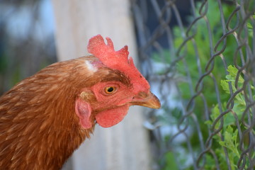 Close-up of a brown and white hen eating grass.
