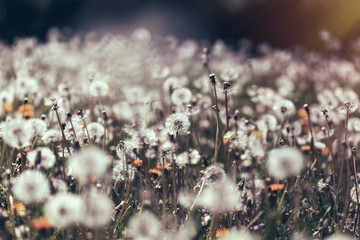 Dandelion seed, fluffy blow ball in meadow, beauty in nature