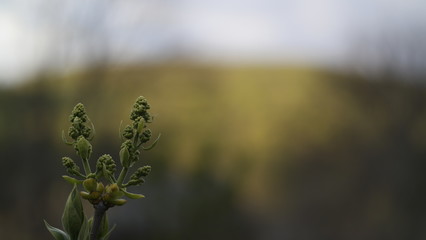 morning dew on the grass
