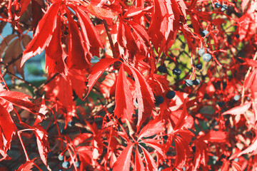 Red autumn leaves background