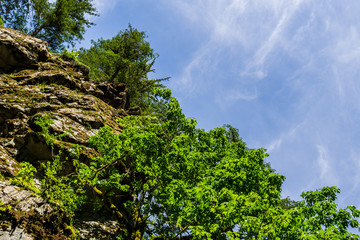 looking up into the blue sky through green crown of trees.