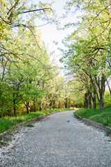 Fresh green forest at spring daylight, alley in the park. Trees, green leafs, sky, grass. Relaxing nature, sunshine, ecology. Park.