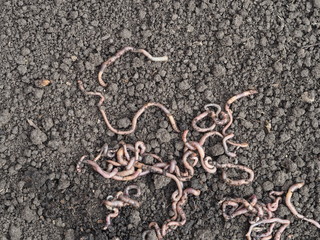 Earthworms that work favorably and live in soil.They help to loosen the earth.
