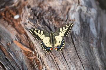
butterfly in the south of Russia