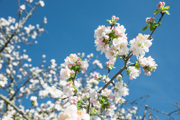 Frühling