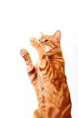 Ginger tabby cat sat up and reaching upwards with his paws