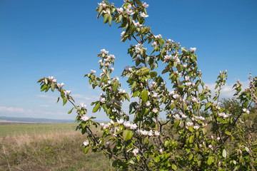 
flowering quince south of Russia photo in the afternoon
