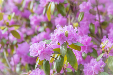 Blooming pink rhododendron bush with close-up on branch of flowers in April