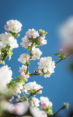 Frühling