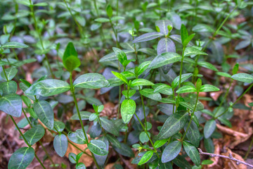 Green plants in the forest