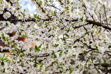 Flowering chinese cherry