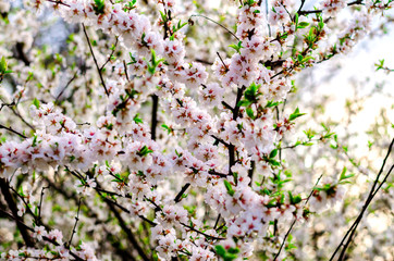 Flowering chinese cherry