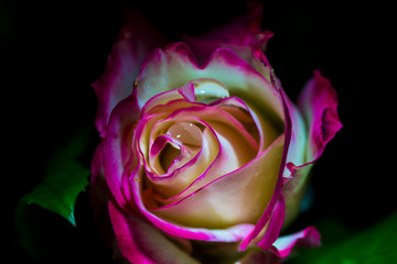 rose