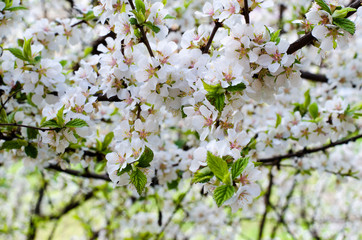 Flowering chinese cherry