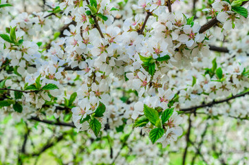 Flowering chinese cherry