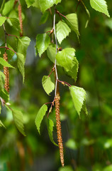 young twigs of birch with catkins