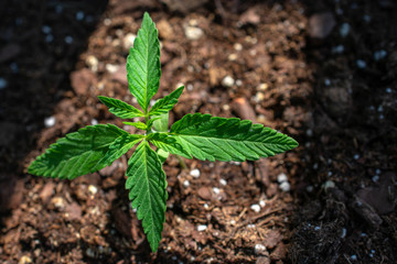 hemp seedling cannabis low thc plant legal cbd