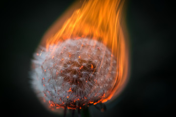 Brennende Pusteblume