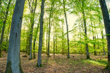 The sun between the trees in the forest