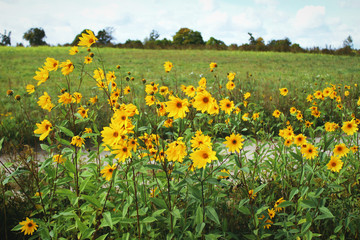 Lots of wild yellow flowers on green fields