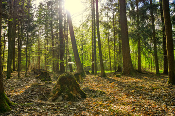Sunset between trees in the forest