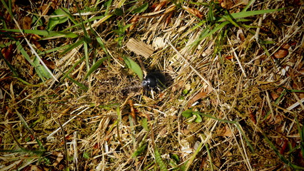frog on the grass