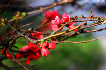spring blooming of gardens, spring bushes are blooming, red flowers are blooming, cherry blossoms, Apple trees, selective focus