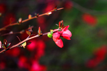 spring blooming of gardens, spring bushes are blooming, red flowers are blooming, cherry blossoms, Apple trees, selective focus