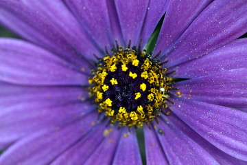 Inneres einer violetten Gerbera