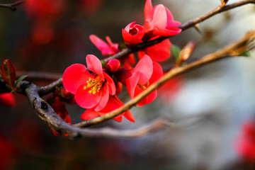 spring blooming of gardens, spring bushes are blooming, red flowers are blooming, cherry blossoms, Apple trees, selective focus