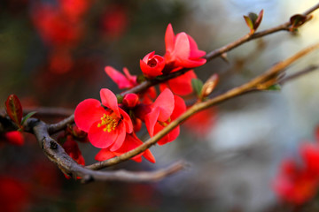 spring blooming of gardens, spring bushes are blooming, red flowers are blooming, cherry blossoms, Apple trees, selective focus