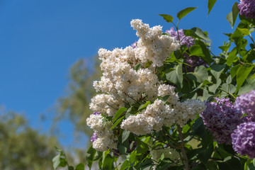 Lilas