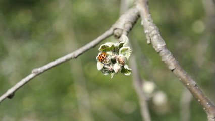 ladybug on a leaf