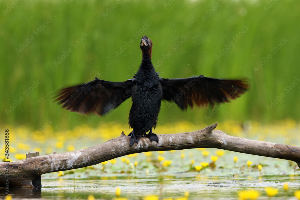 Wall mural The pygmy cormorant (Microcarbo pygmeus) drying feathers on a branch.