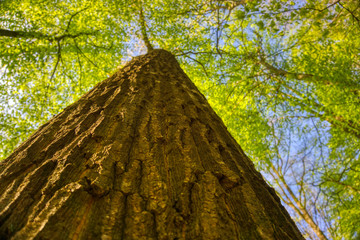 View of the bark with green leaves
