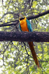 The blue-and-yellow macaw (Ara ararauna), also known as the blue-and-gold macaw sotting on the branch with green background.