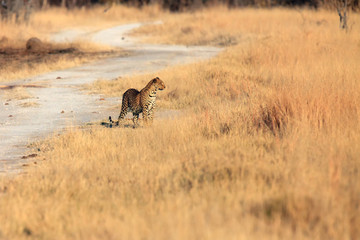 Naklejka na ściany i meble Leopard male in orange dry grass. African leopard (Panthera pardus) on the dry savannah.