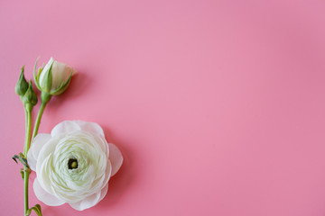 Fototapeta na wymiar White flowers in a pink background.