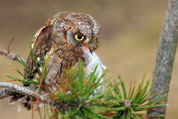 Eurasian scops owl (Otus scops) or European scops owl or just scops owl sitting on a branch of pine. Small owl with prey, shrew, in its beak with light background.