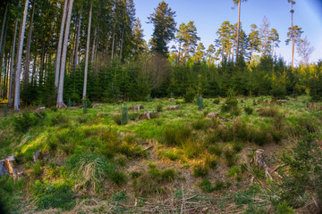 Young trees in the forest