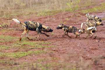 The African wild dog (Lycaon pictus), also known as African hunting or  African painted dog, painted hunting dog or painted wolf.Puppy of an african dog in the open landscape.