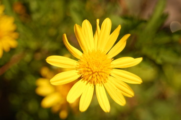 Fototapeta premium yellow flower on green background