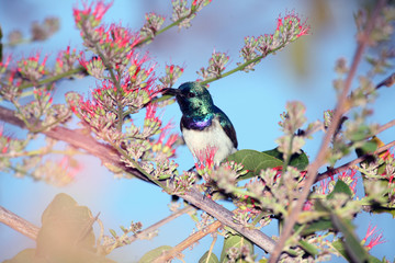 The white-bellied sunbird (Cinnyris talatala) drinking from a flower, with blue background