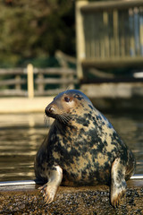 The grey seal (Halichoerus grypus) , portrait of the big male in zoo.