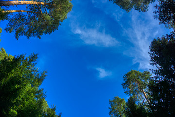 A view of the blue sky between the trees