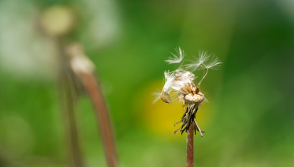 dandelion in grass